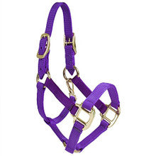 Halter - Nylon Pony with Double Buckles on Crown (Purple - Pony)